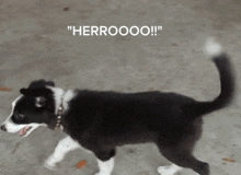 Hello Dog Herro GIF
