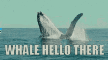 Blinkless Whale GIF - Blinkless Whale Hello GIFs