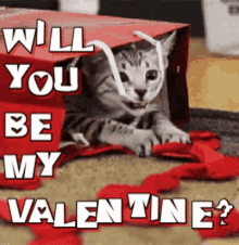 Happy Valentines Day Will You Be My Valentine GIF - Happy Valentines Day Will You Be My Valentine Kitten GIFs