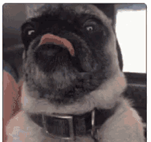 Funny Animals Cute GIF - Funny Animals Cute Tongue Out GIFs