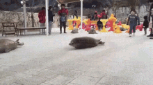 Seal Bouncing GIF - Seal Bouncing GIFs