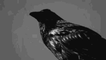 Crow Bird GIF - Crow Bird Raven GIFs