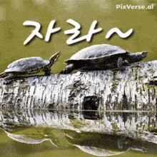 two turtles are sitting on a log in the water with the words pixverse.ai above them