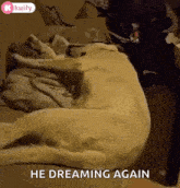 He Must Be Having A Hell Of A Dream Sleep GIF - He Must Be Having A Hell Of A Dream Sleep Sleepy GIFs