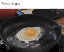 Payton Egg GIF - Payton Egg Payton Is Gay GIFs