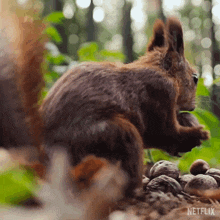 Eating A Nut Our Living World GIF - Eating A Nut Our Living World Munching A Nut GIFs