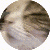 a blurred image of a cat 's face in a circle