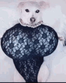 a small white dog wearing a black lace bodysuit and pearls .