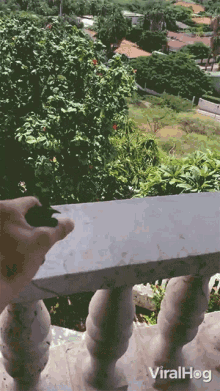 Hummingbird Viralhog GIF - Hummingbird Viralhog Release Into The Wild GIFs