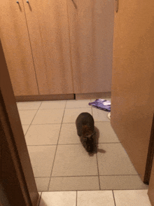 a cat is standing on a tiled floor next to a door