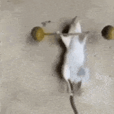 a mouse is lifting a barbell on its hind legs on a concrete surface .