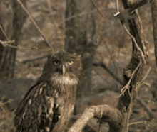 Owl Bird GIF - Owl Bird Animals Fun GIFs
