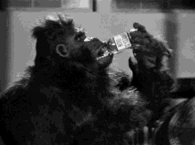 Gorilla Drink GIF - Gorilla Drink Booze GIFs