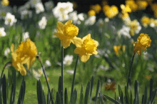 Daffodils Breeze GIF