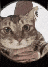 Cat Dance GIF - Cat Dance Lense GIFs
