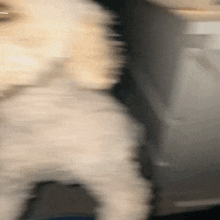 Office Cat GIF - Office Cat GIFs