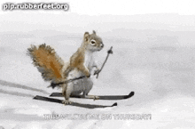 Squirrel Skiing GIF - Squirrel Skiing Cute GIFs