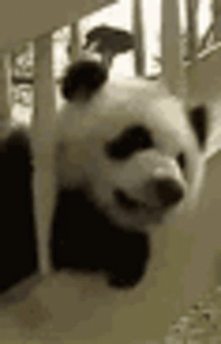 scared panda