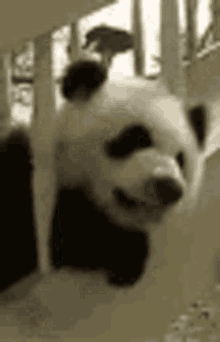 Nervpus Panda GIF - Nervpus Panda Scared GIFs