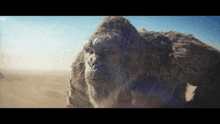 a close up of a gorilla 's face in the desert