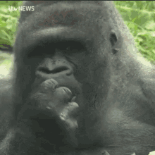 Gorilla Worry GIF - Gorilla Worry Concern GIFs