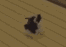 a black and white cat is laying on the floor .