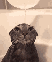 Shower Cat GIF - Shower Cat Shower Cat GIFs