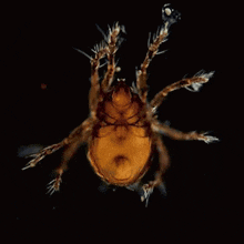 Mites Creature GIF