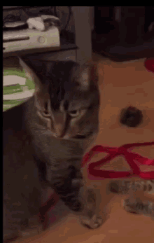 a cat is playing with a red ribbon on the floor .