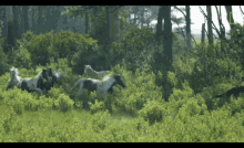 Horse Chincoteague GIF - Horse Chincoteague Island GIFs