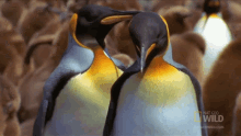 Stretching National Geographic GIF - Stretching National Geographic Penguin Parent Powers GIFs