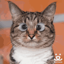 Eyes Funny GIF - Eyes Funny Cat GIFs