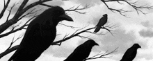 Ravens Trees GIF - Ravens Trees GIFs