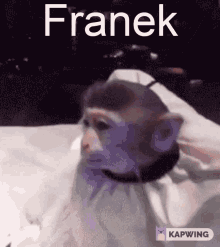 Franek GIF - Franek GIFs