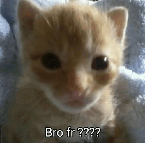 Bro Fr Cat GIF - Bro fr Cat - Discover & Share GIFs