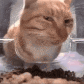 Gato Desconfiado GIF - Gato Desconfiado Gato Desconfiado GIFs
