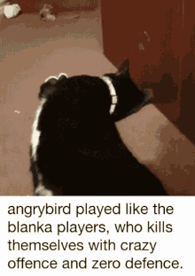 oreo tuxedo cat blanka angrybird sfv