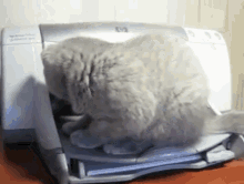 Attack Of The Paper Monster GIF - Kitten Cats Kittens GIFs