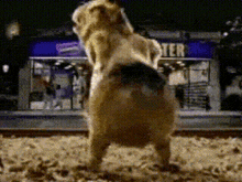 a dog is standing on its hind legs in front of a building that has the word theater on it