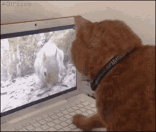Cat Laptop GIF - Cat Laptop Squirrel GIFs