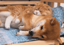 Shiba Inu Cat GIF - Shiba Inu Cat Dog Cat GIFs