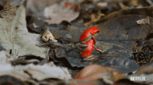 Kicking Life In Color With David Attenborough GIF