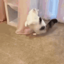Cute Cat GIF - Cute Cat Hopping GIFs