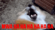 Laugh Hahaha GIF - Laugh Hahaha Dog GIFs