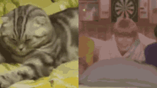 a cat is laying on a bed next to a man in a bed .