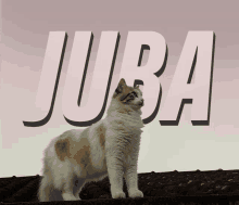 Juba Cat GIF - Juba Cat GIFs