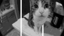 Bengisu Wesley Bengisu Seyrek GIF - Bengisu Wesley Bengisu Seyrek Cat GIFs