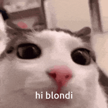 Hi Blondi GIF - Hi Blondi GIFs
