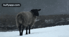 Sheep In Snow.Gif GIF - Sheep In Snow Eid Al-adha Eid Al Adha GIFs
