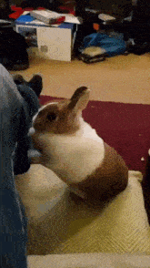 кролик смешной кролик GIF - кролик смешной кролик Bunny GIFs